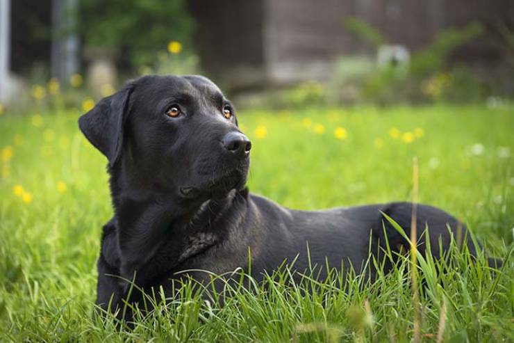  When is a black dog not a black dog? image