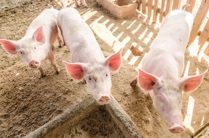 What's a pig's favorite dessert? image