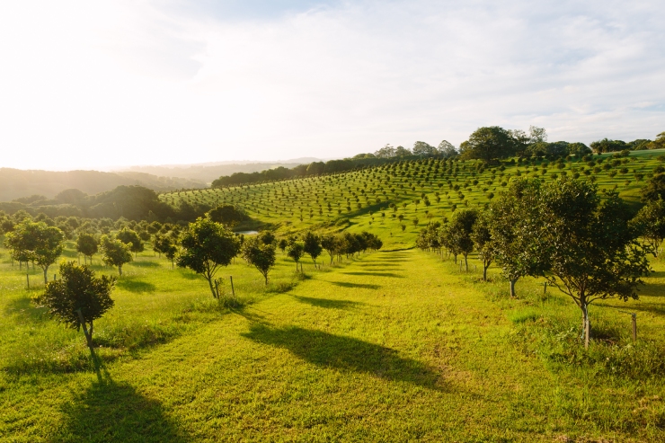  What do you call an orchard full of relatives? image