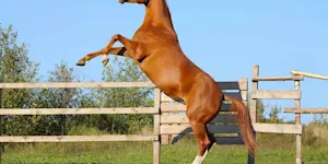 prance