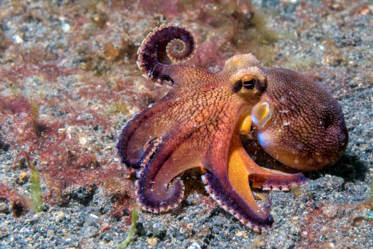  Who does an octopus see when it's not feeling well? image