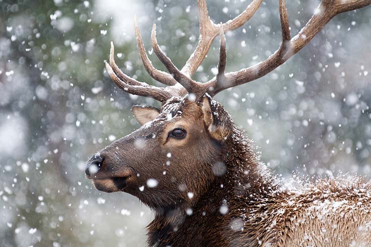  Why did the elk have great hair? image