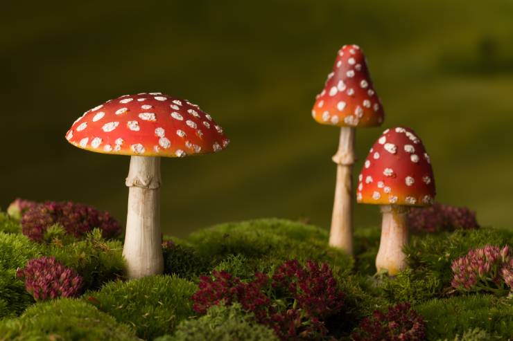  Everyone says that mushroom is such a fungi, so why didn't they have the party image