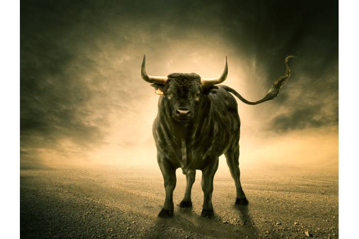  What do you call a sleeping bull? image