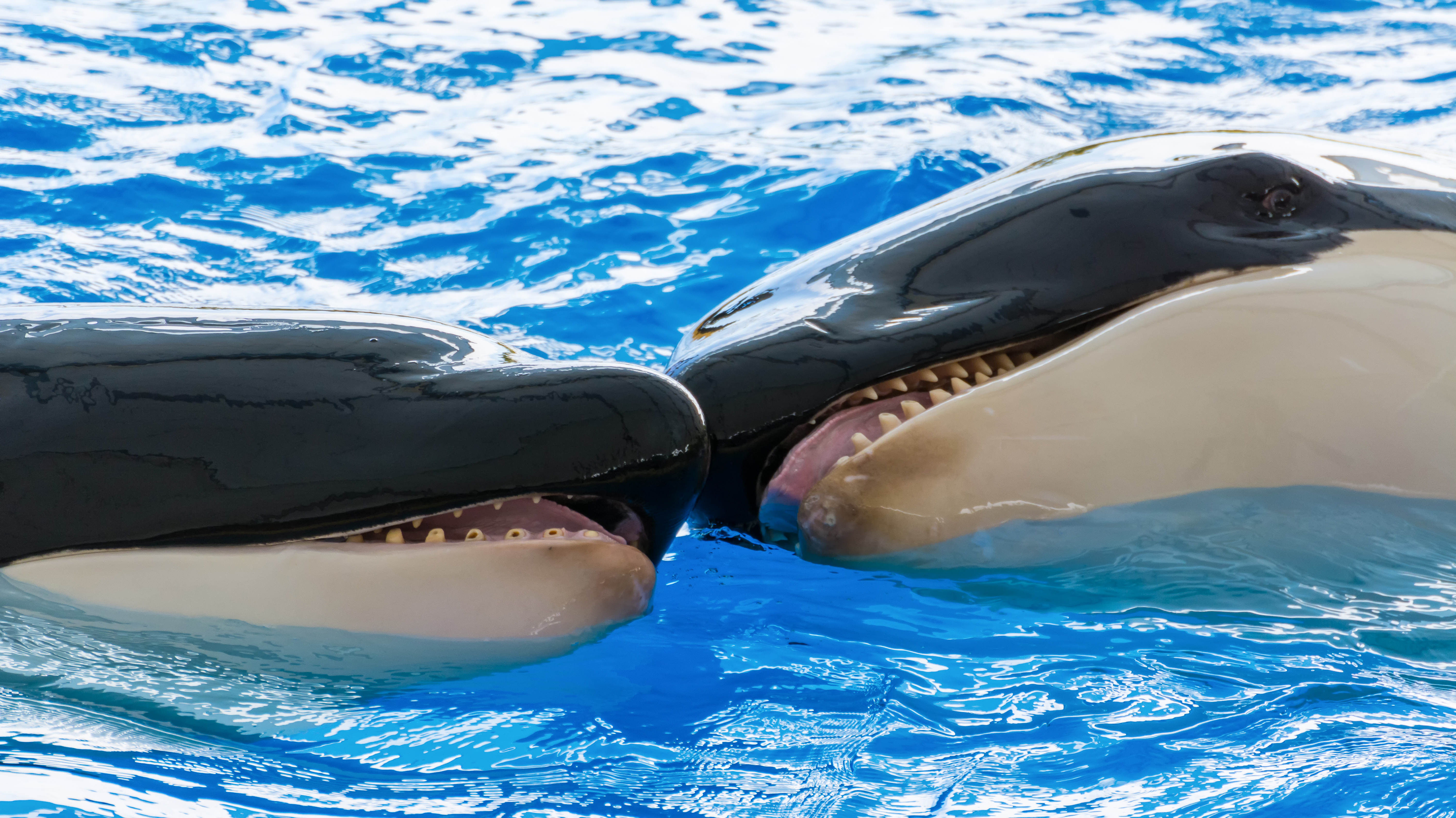 How did one orca ask the other to be his valentine? image