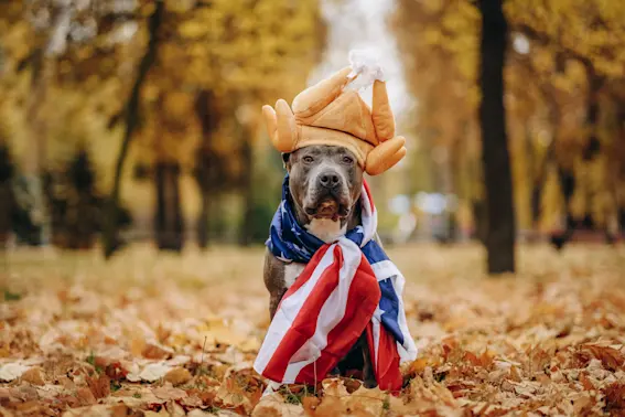12 Turkeytastic Thanksgiving Jokes