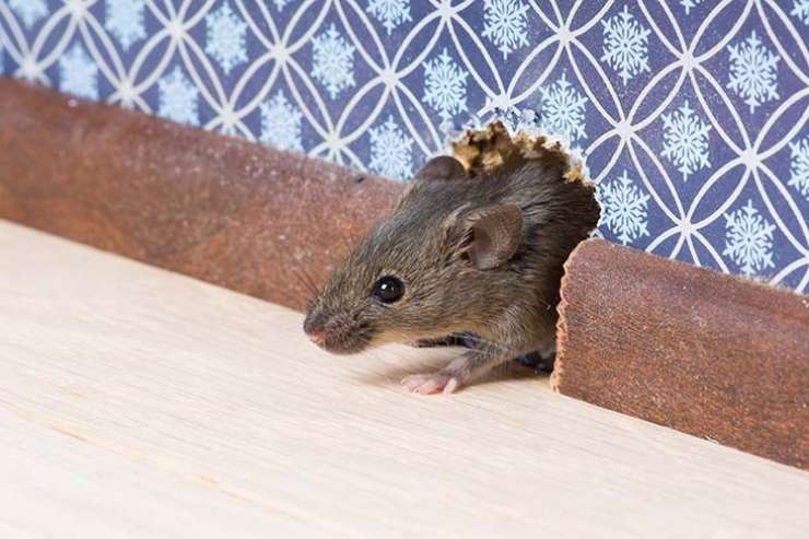  What do mice do when they're at home? image