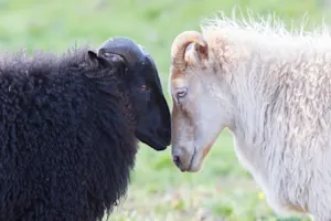 What do sheep say when they're in love? image