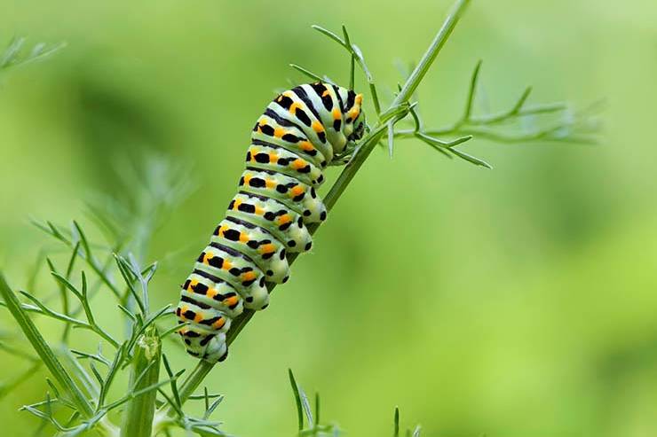 What does a caterpillar do on New Years Day? image