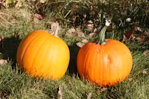 What did the pumpkin say after Thanksgiving? image
