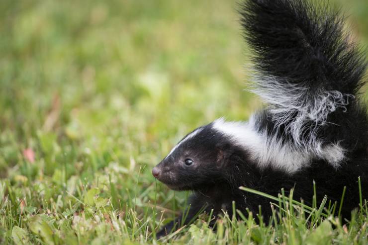  Did you hear about the one with the skunk on a camping trip? image
