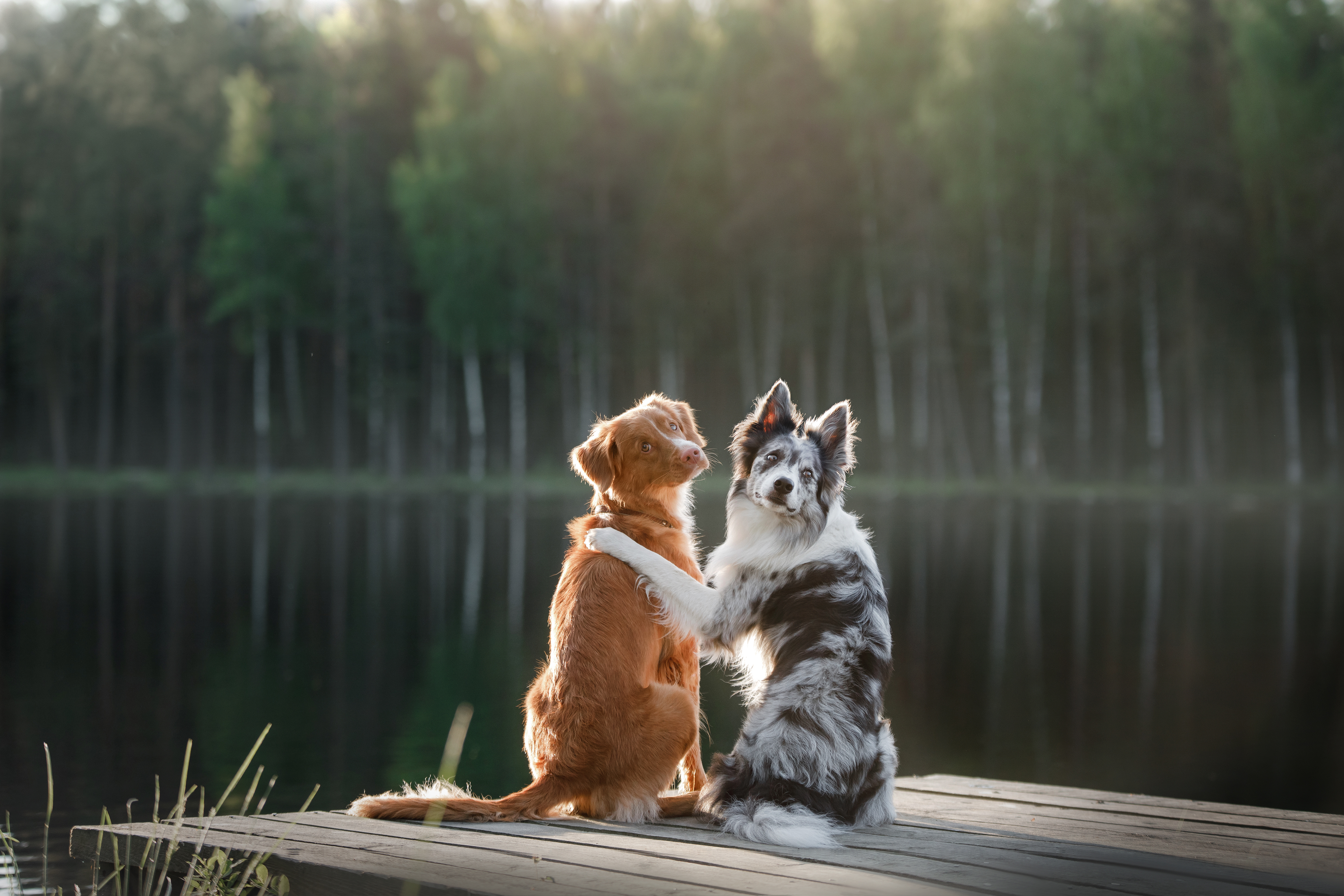 What does one dog do when they see another pup in trouble? image