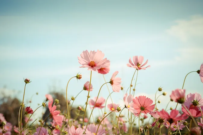 What do you call a flower that runs on electricity? image