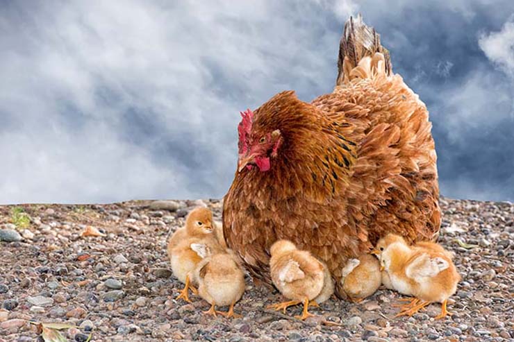  What did the baby chick say when he saw his mother sitting on an orange? image