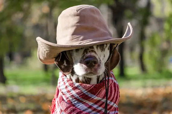 Laugh -til the Cows Come Home with These 9 Cowboy Jokes