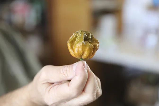 Turn Up the Heat The Hottest Peppers in the World-1