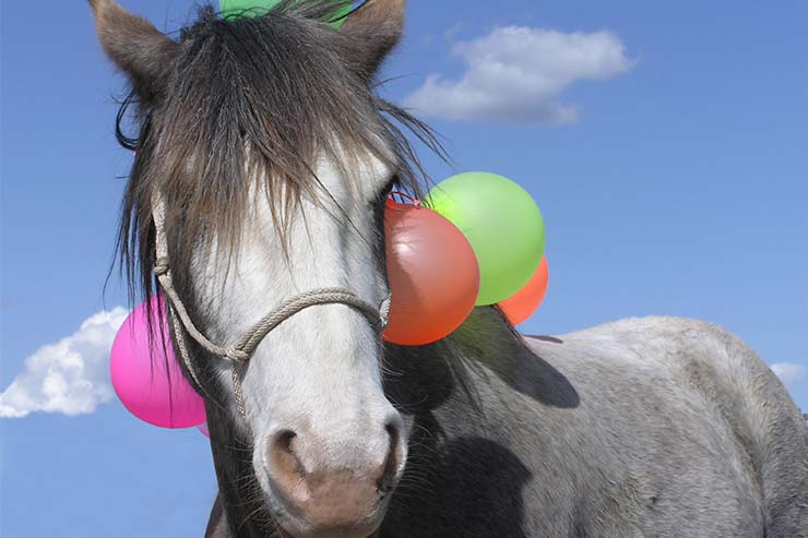  Why was the horse so bad at dressage? image