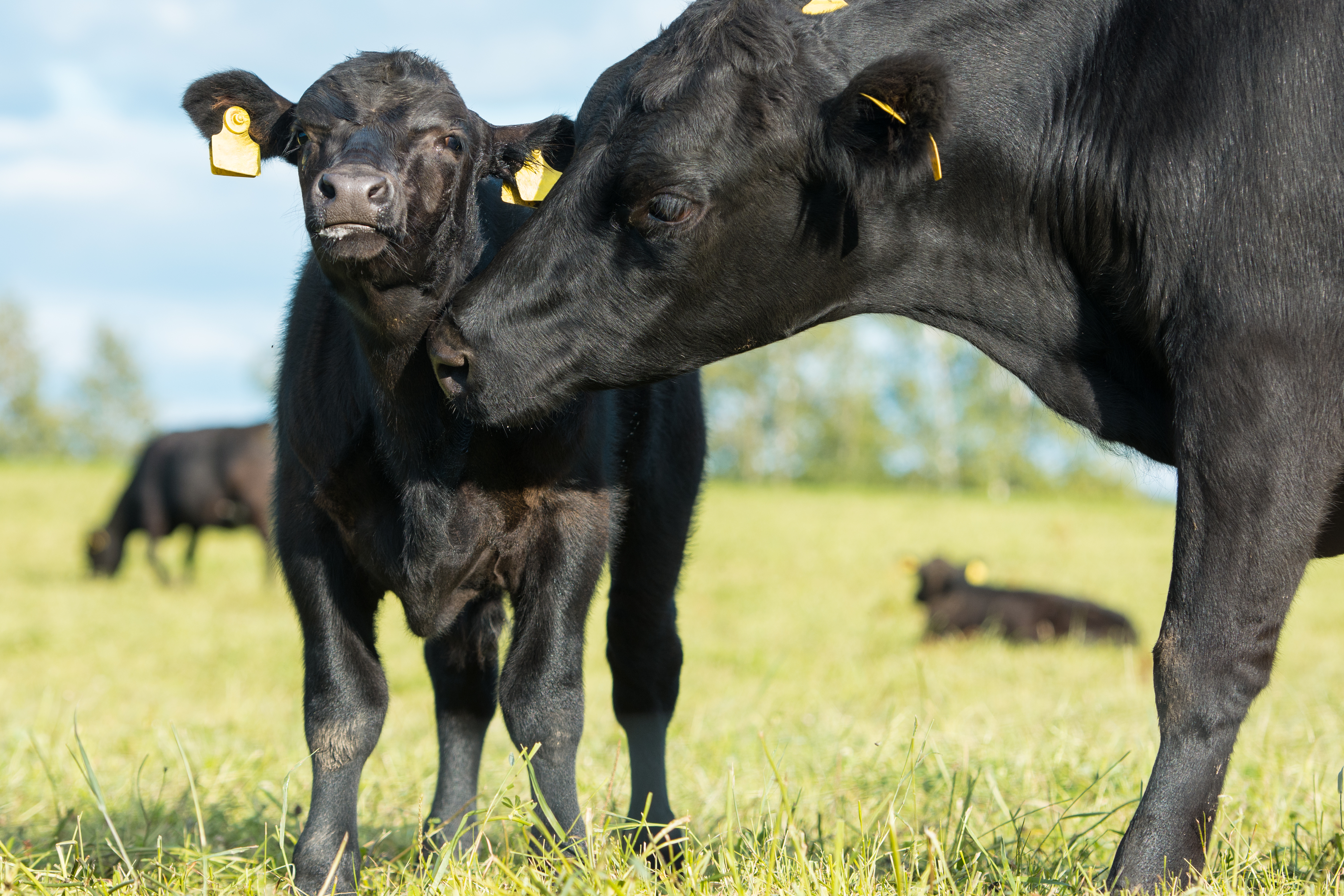 What was the cow's response when she caught her calf lying to her? image