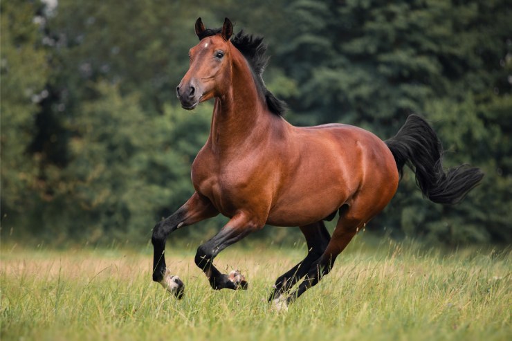  How does a single horse RSVP to a party? image