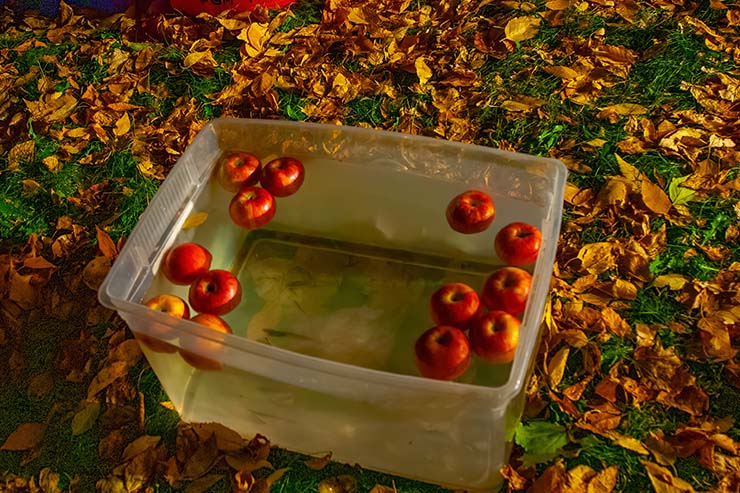  What animal won the bobbing for apples contest at the fair? image
