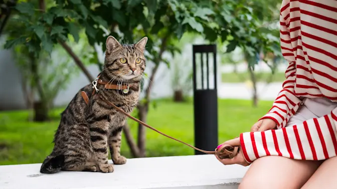 Should You Take Your Cat on Walks? Here's What Experts Say-1