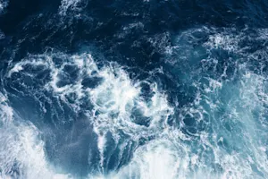 What's the deadliest animal in the ocean that you can never see coming? image