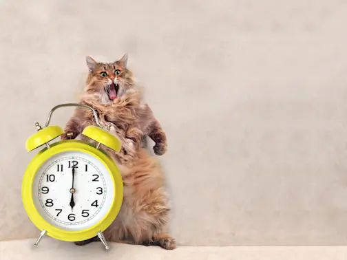11 Clock Jokes to Make You Laugh Time and Time Again