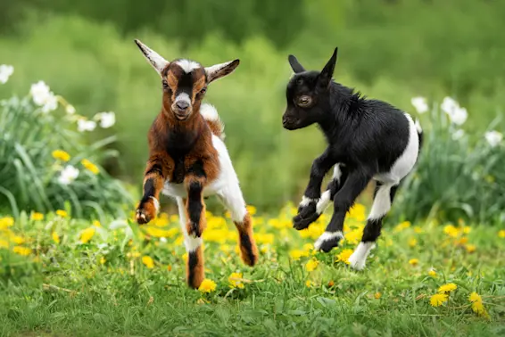 8 Unbelievably Cute Baby Animal Instagrams You Can-t Miss!-1
