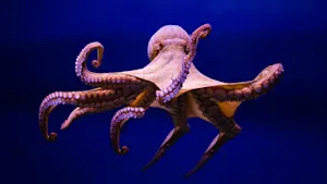 What do you call it when an octopus leaves the sea? image