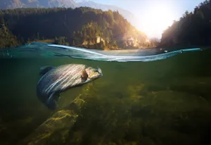 What part of a fish weighs the most?
