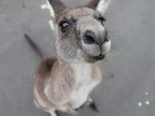 Eastern Grey Kangaroo, Jeogla (Unsplash jTTe3zz8kcY)