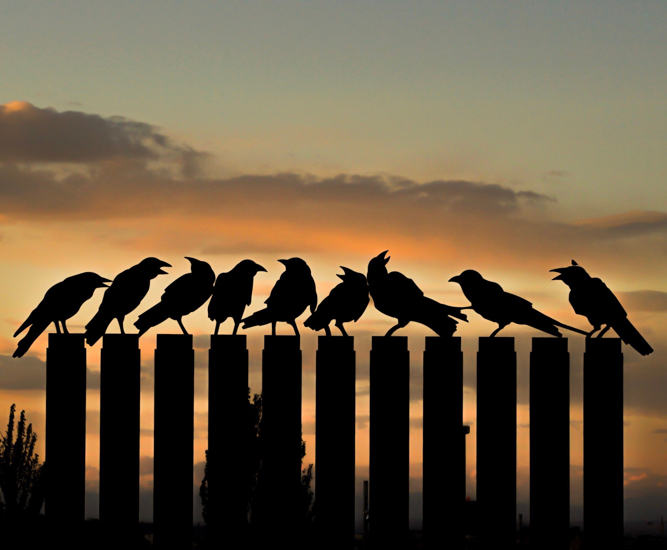 Which bird is the least afraid of fire? image