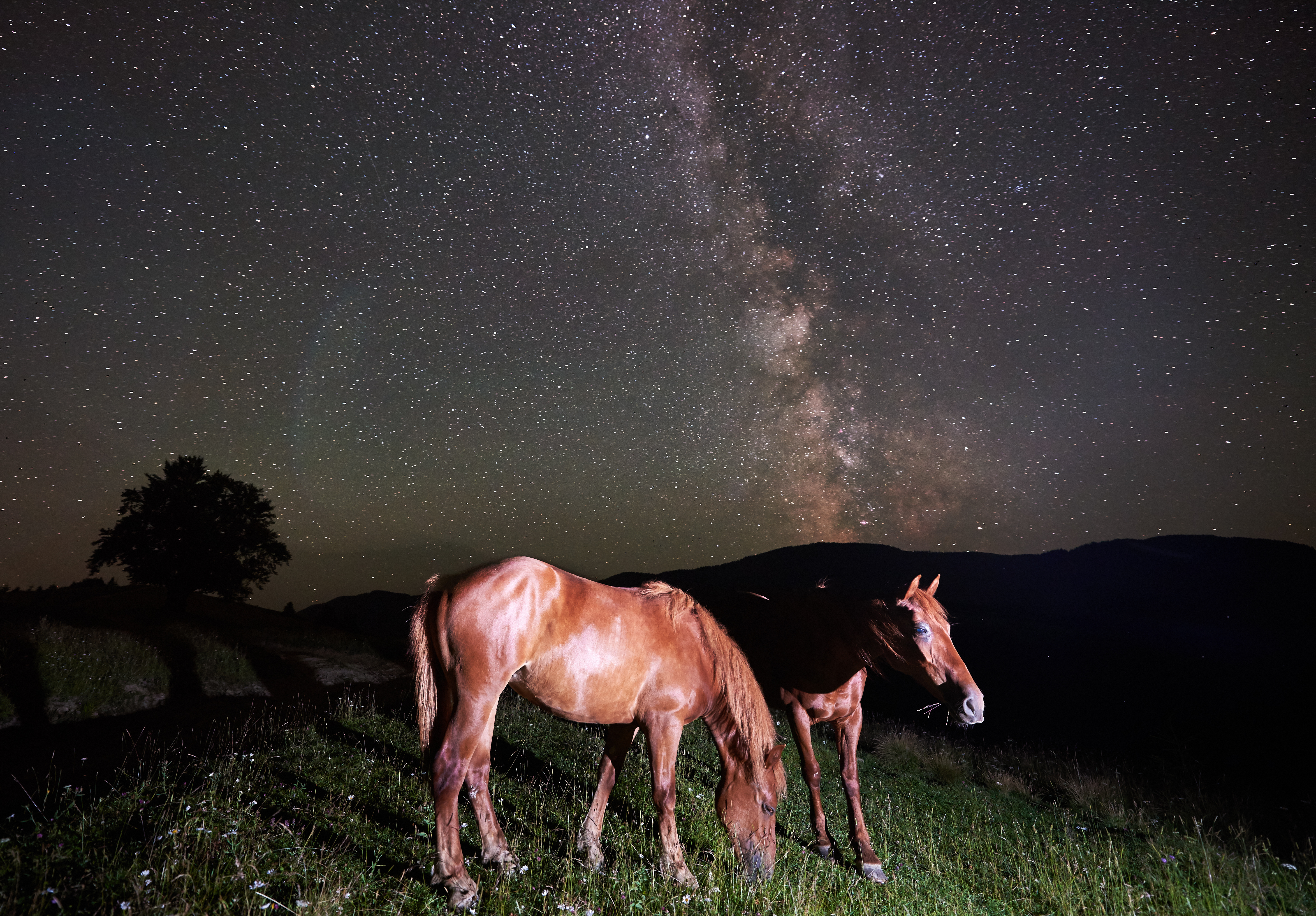 How do horses navigate at night? image