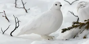 ptarmigan