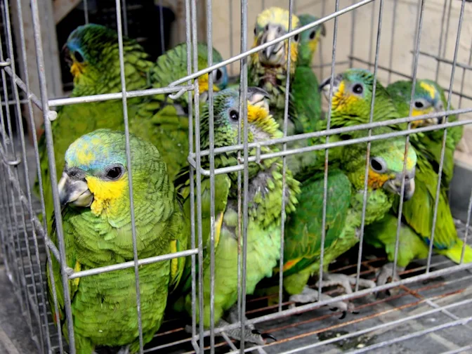 The Impact of Organized Crime on Wildlife: A Global Crisis-2