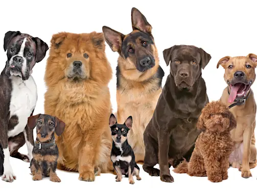 Can You Guess the Most Popular Dog Breed in Your State?-1