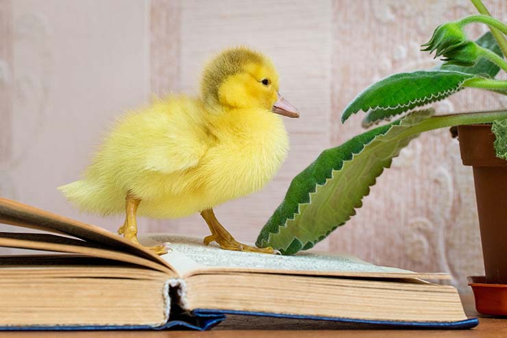  What do you call a waterfowl that reads Herman Melville? image