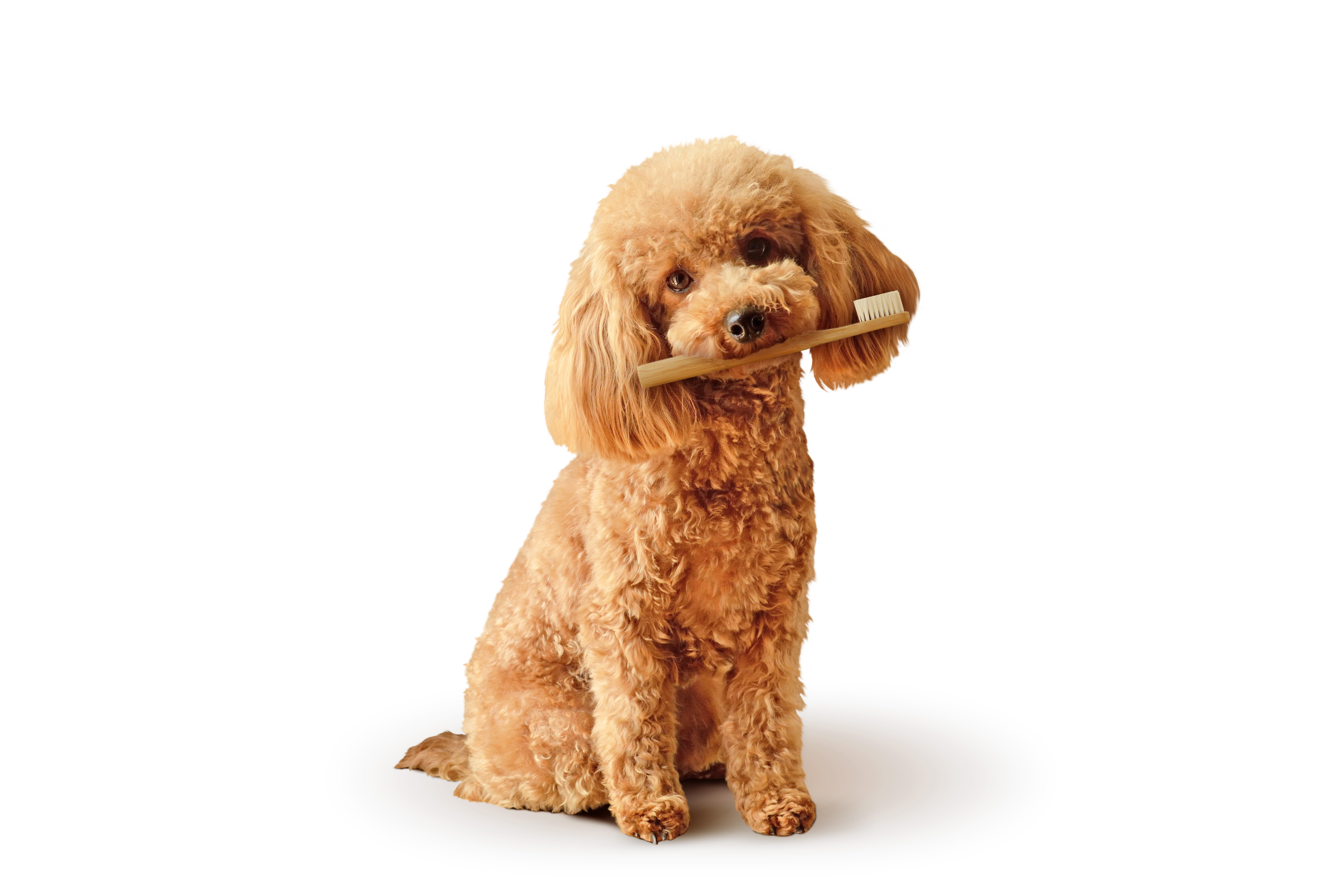 Why don't poodles brush their teeth? image