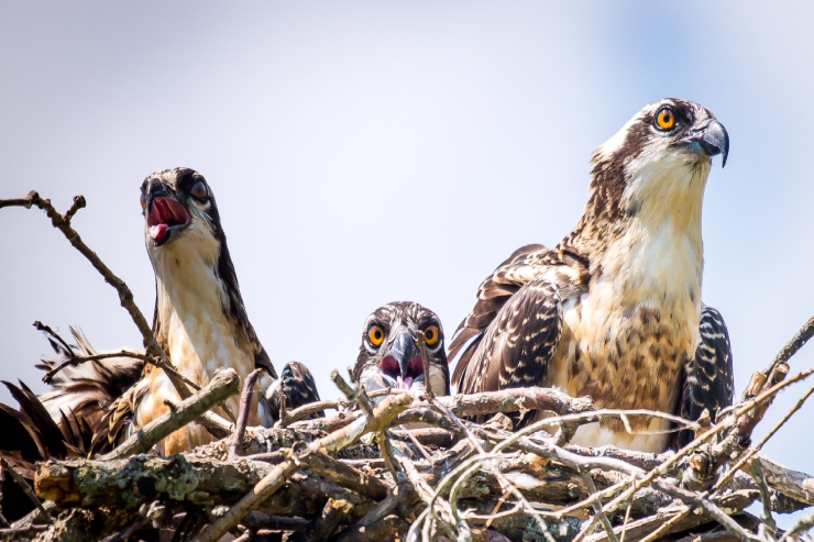  Why are birds of prey such good mothers? image