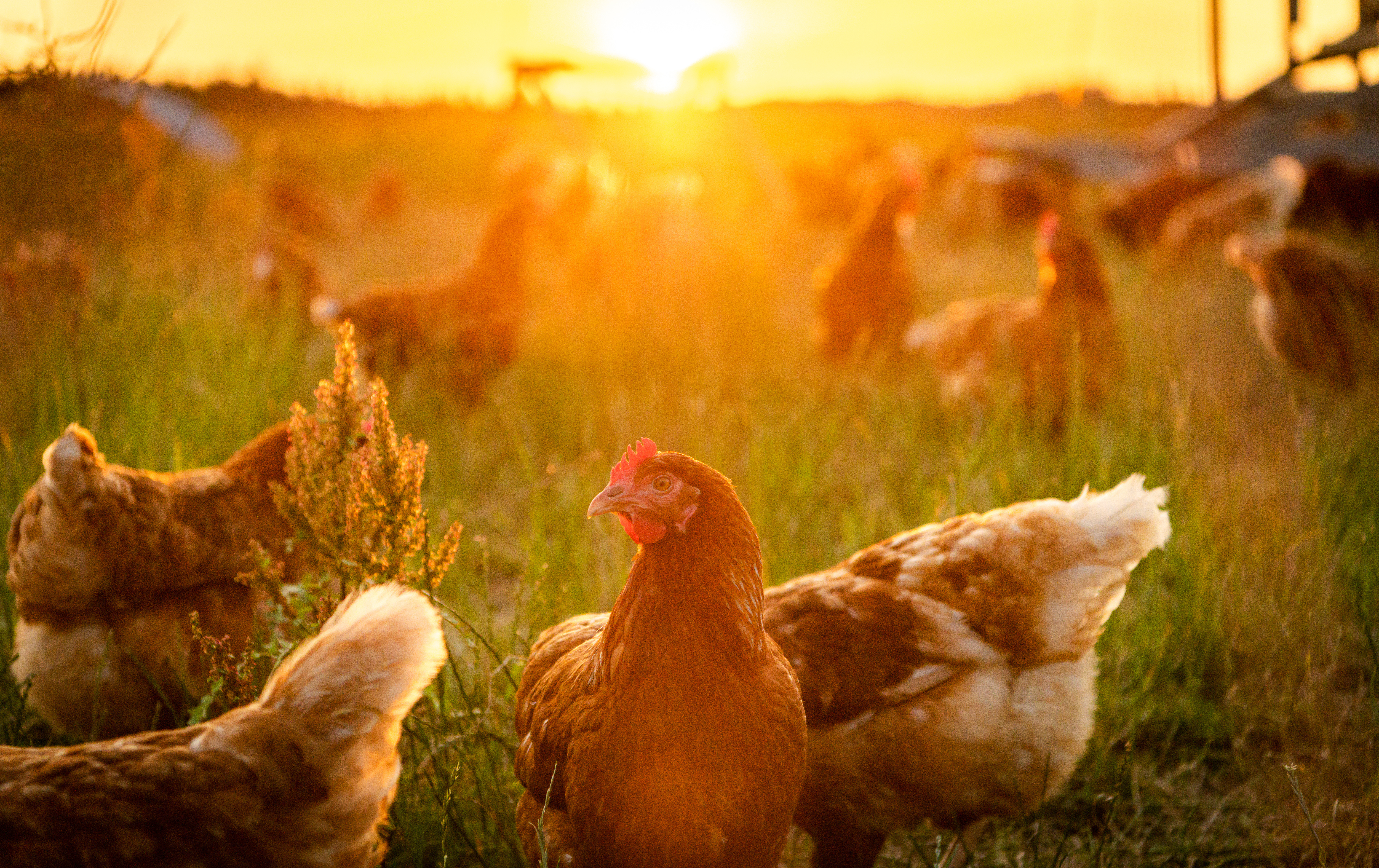 Which bird would make a great farmer? image