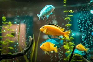 What does a fish say after sharing a new idea? image