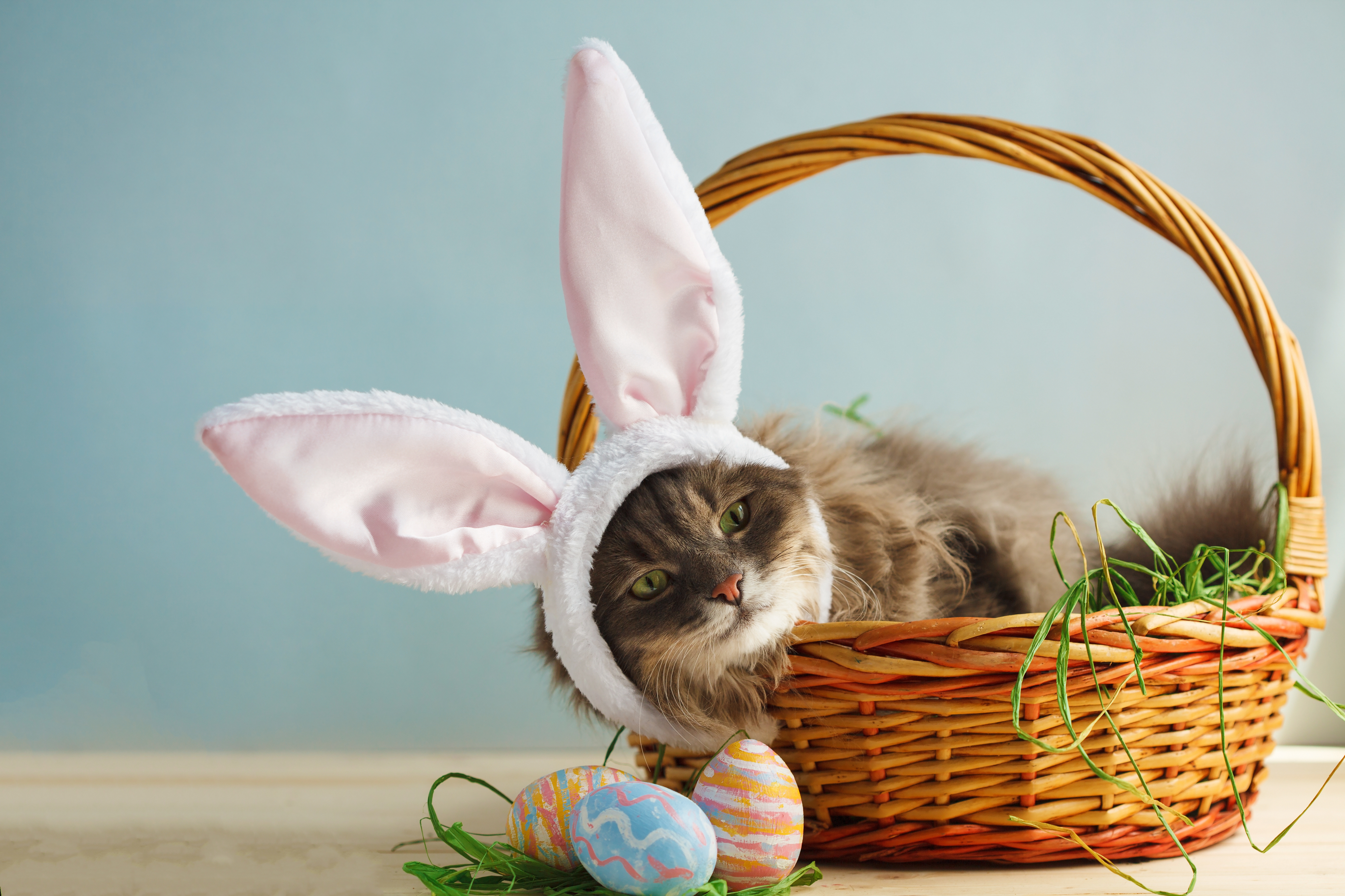 What is a cat's favorite candy on Easter? image