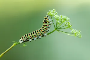 Why was the father caterpillar so angry? image