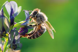 What do you call a bee with a spell on him? image