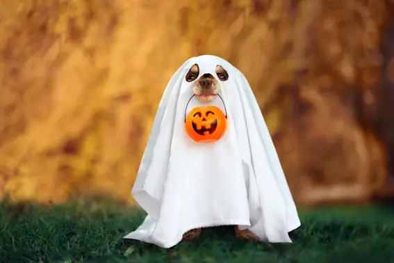 What game do baby ghosts love to play? image