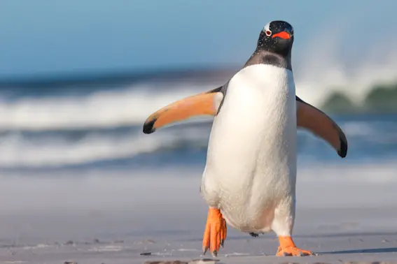 What do you call a penguin in the desert? image