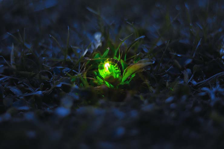  What happened to the glow worm who was squashed? image