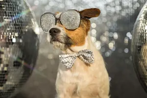 What animal likes to party the most? image