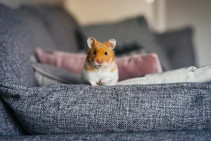  Where do hamsters come from? image