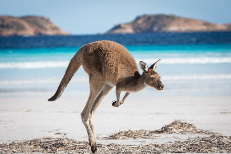  Can a kangaroo jump higher than a house? image